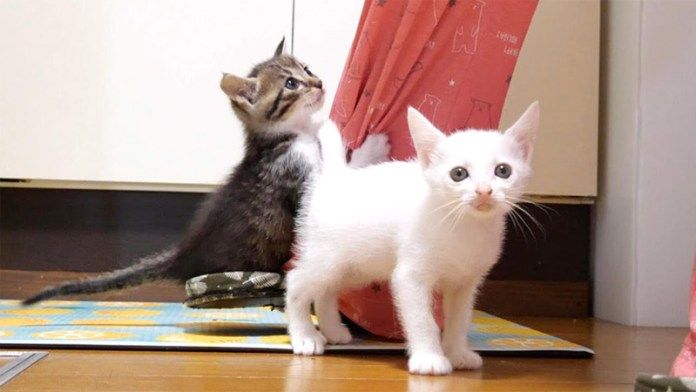 ご飯を催促する子猫達