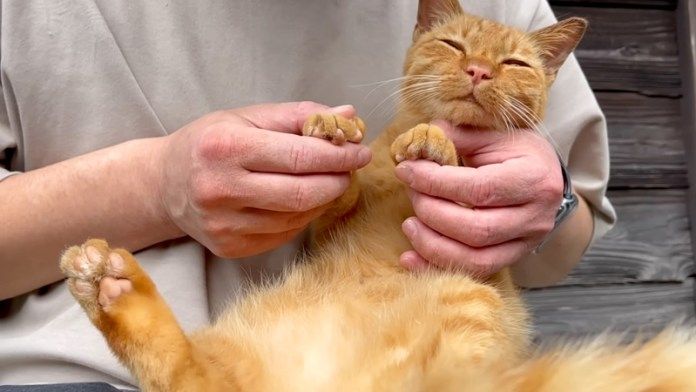 爪を切られる猫