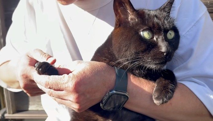 爪を切られる猫