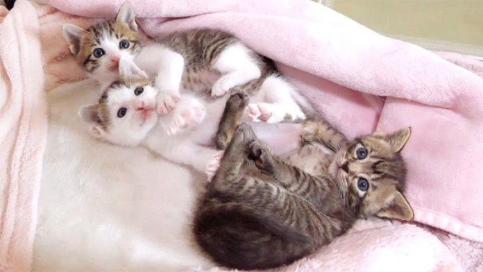 だらける子猫達