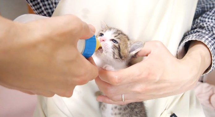 ミルクを飲む子猫