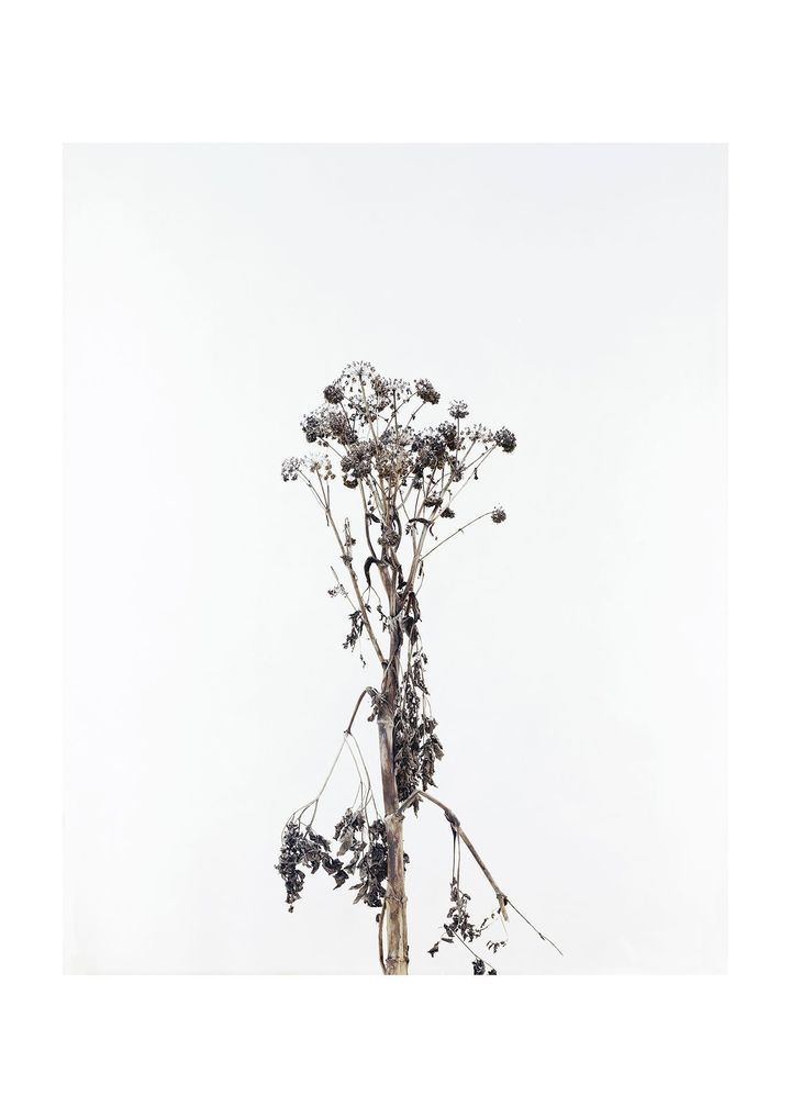 Presented by Van Cleef & Arpels 会場_ 両足院 Photo: © Eric Poitevin