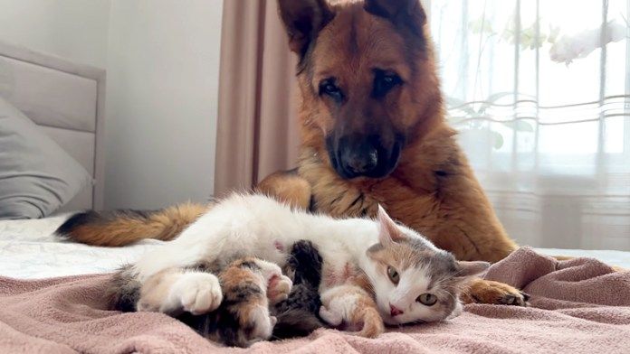 子猫が気になる犬