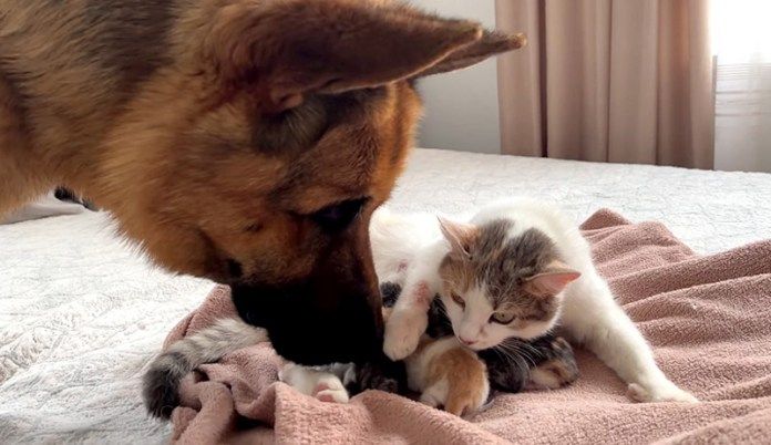 子猫が気になる犬