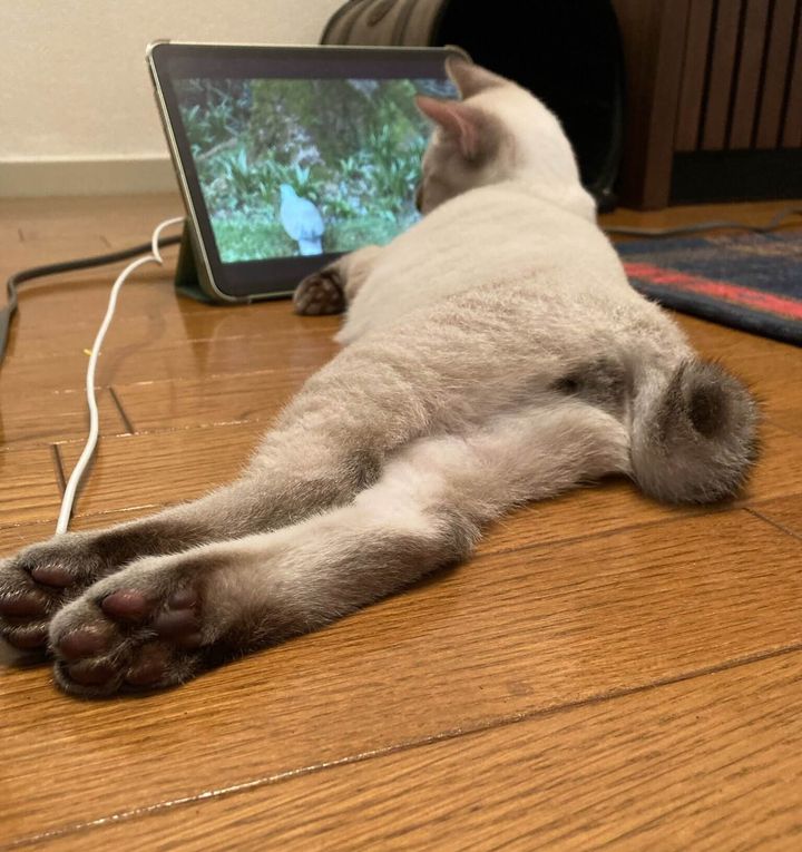 寝転びながらタブレットで動画を見る猫ちゃん