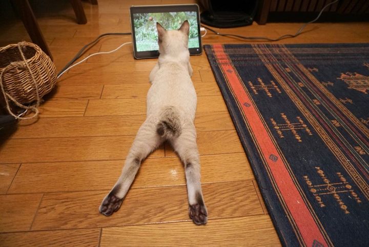 足を開きながらタブレットで動画を見る猫ちゃん