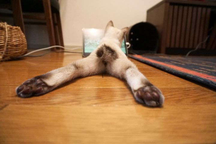 鳥の動画に夢中な猫ちゃん