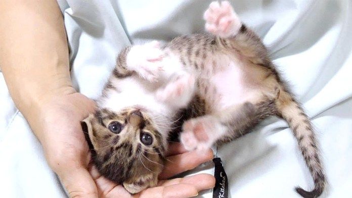 まったり遊ぶ子猫