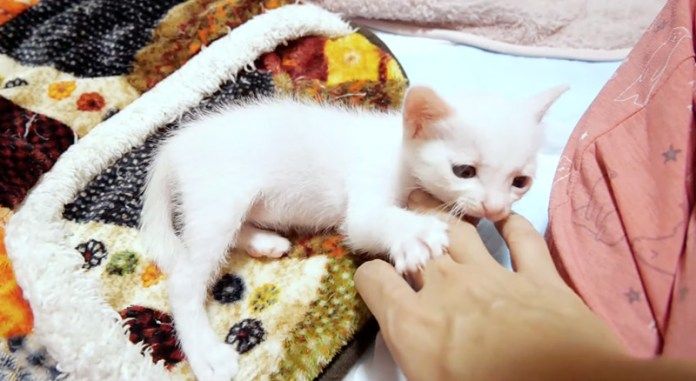 まったり遊ぶ子猫