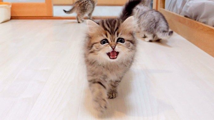 騒々しい子猫