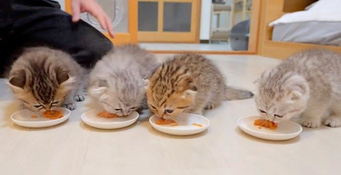 ご飯を食べる子猫達