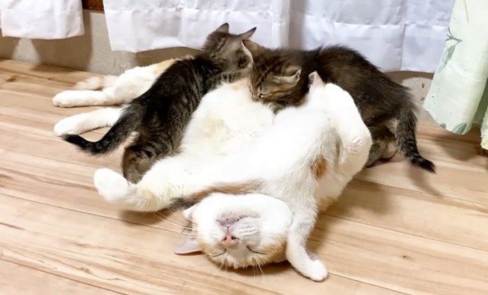 子猫の面倒を見る先住猫