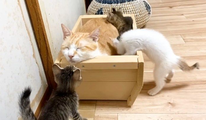 子猫達と先住猫