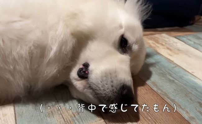 シュシュ１０