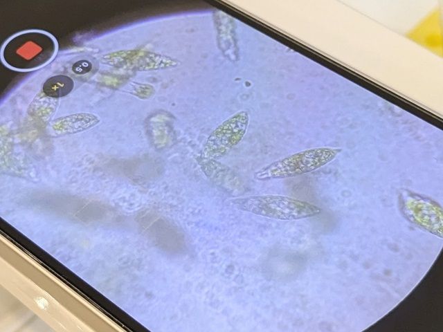 ユーグレナの写真