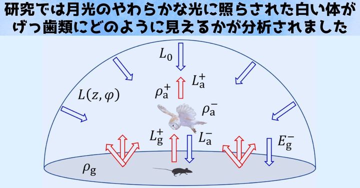 月光が白いフクロウの体に当たって跳ね返り、げっ歯類にどのように見えるかが調べられました