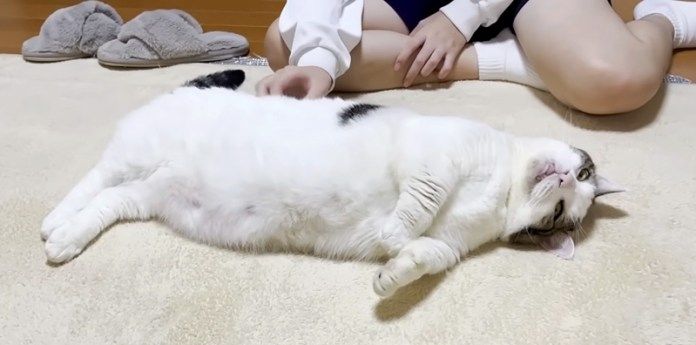 まったりする猫