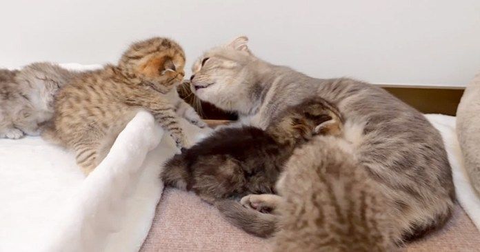 ミルクを飲む子猫達