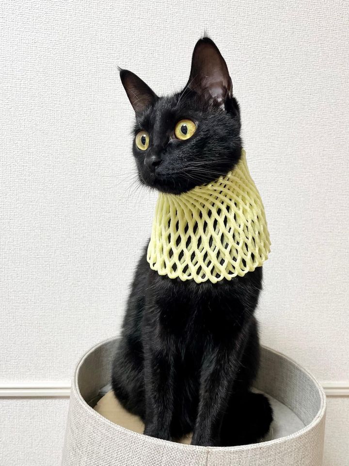 猫の女神「バステト神」にそっくりな黒猫ちゃん