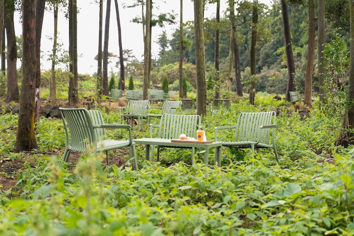 ウ・ジョンウォンベーカリーの杉の木