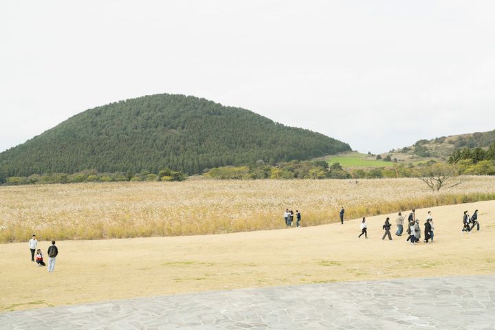 済州堂のススキ畑