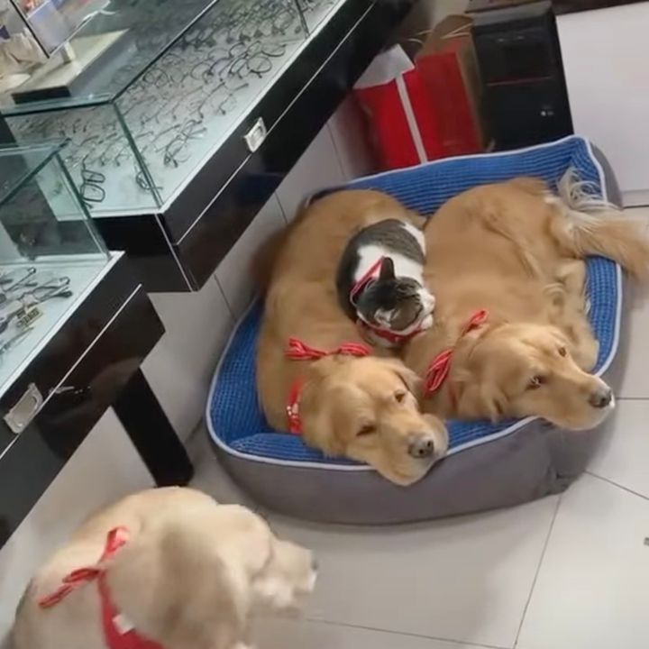 犬たちにまとわりつかれて眠る猫、猫中心の惑星系が形成