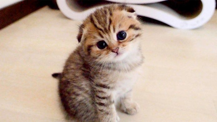 チョコンと座る子猫