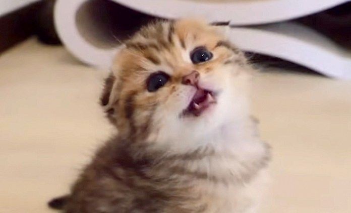 鳴いてお出迎えしてくれる子猫
