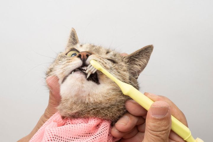 猫の歯を上手に磨くコツは？