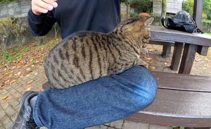 膝に乗る猫