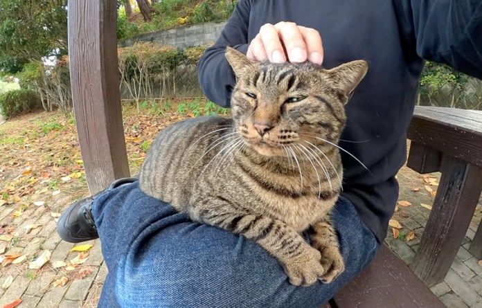撫でられる猫