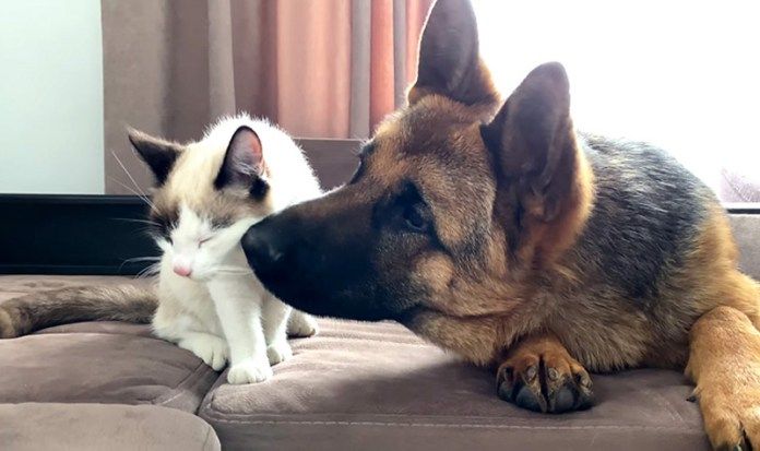 子猫が気になる犬