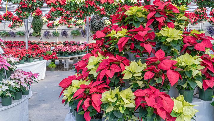 ポインセチア