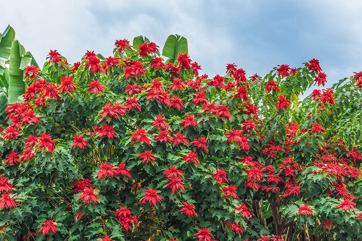 ポインセチア