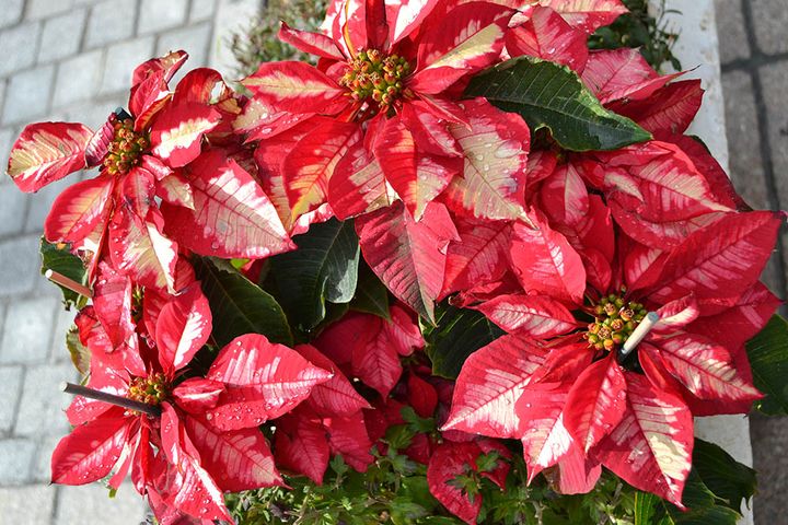 ポインセチア アイスパンチ