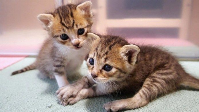 ハッと我に返る子猫達