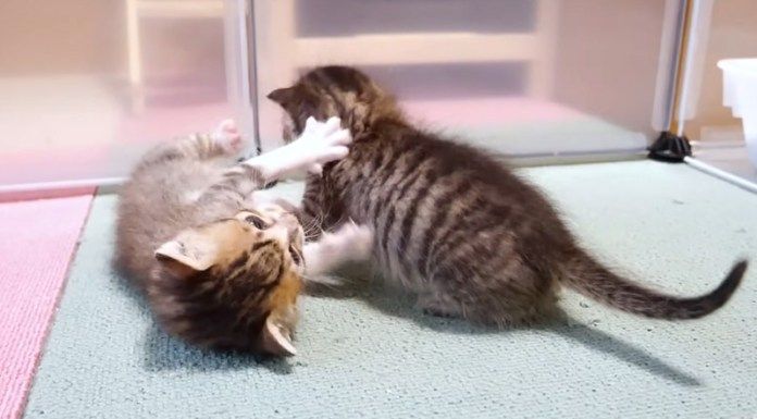 レスリングをする子猫達