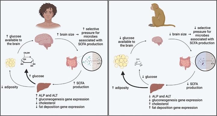 脳が大きい霊長類の代謝はエネルギー生成に偏っており、脳が小さい霊長類の代謝はエネルギー貯蔵に偏っている