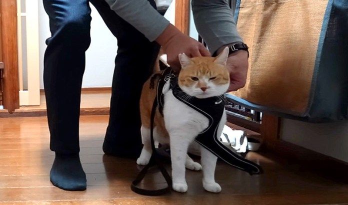 散歩の準備をする猫