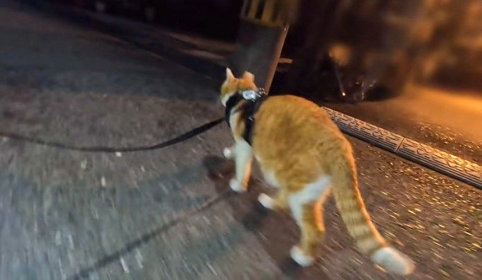 散歩に出かけた猫