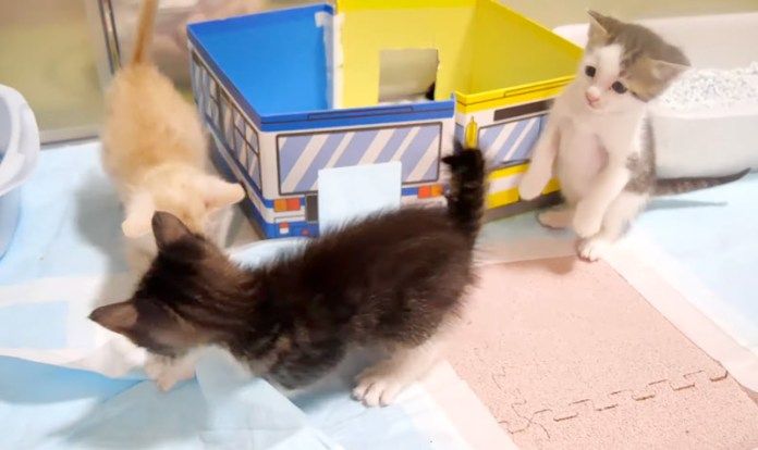 プロレスごっこをする子猫達