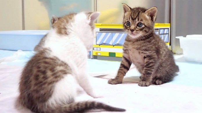 初対面した子猫達