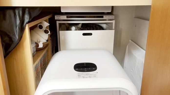 クローゼットの中に入った猫