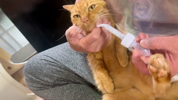 ケアされる保護猫