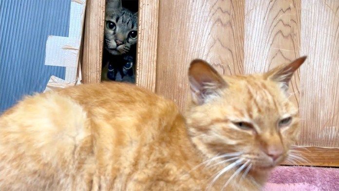 保護猫を覗き見する先住猫達