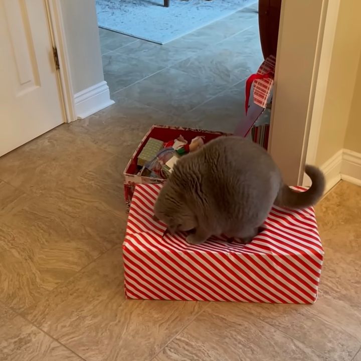 猫によるクリスマスプレゼントの耐久試験、バリッと音立て試験終了