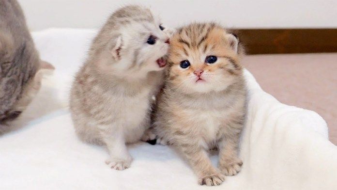 いきなり噛まれた子猫