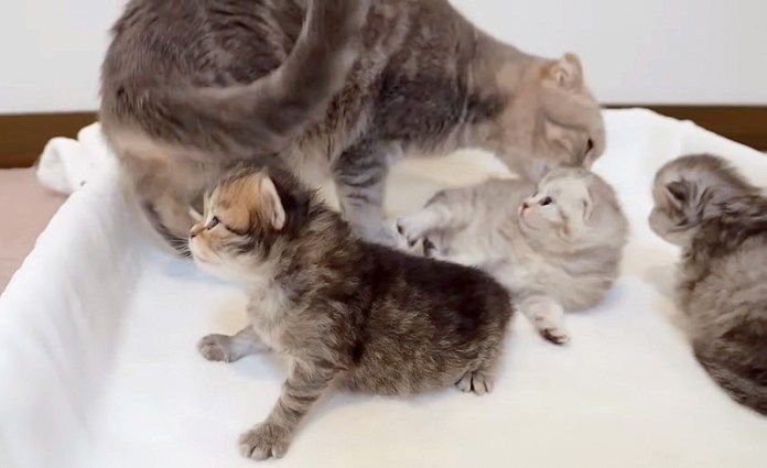 一緒に過ごす猫の親子