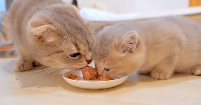 ご飯を食べる猫の親子