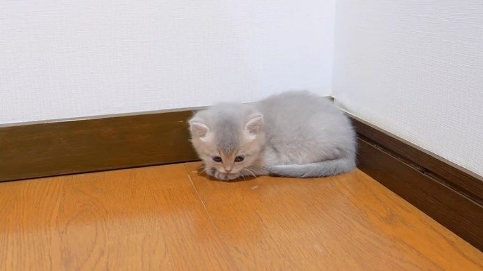 部屋の隅っこの子猫